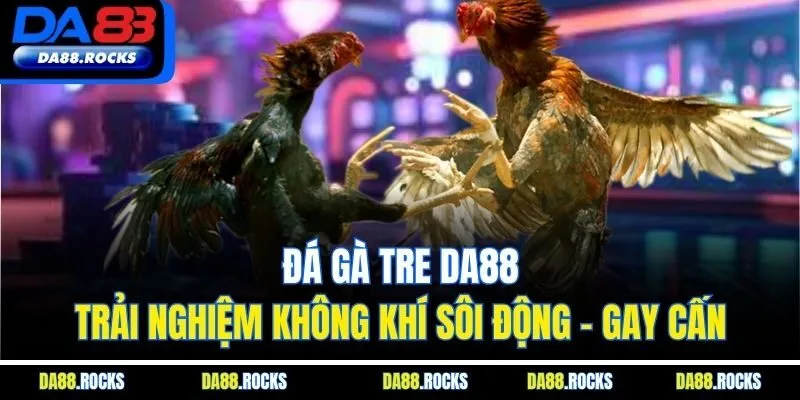 Đá Gà Tre DA88- Trải Nghiệm Không Khí Sôi Động - Gay Cấn