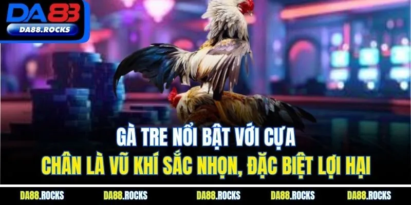 Gà tre nổi bật với cựa, chân là vũ khí sắc nhọn, đặc biệt lợi hại