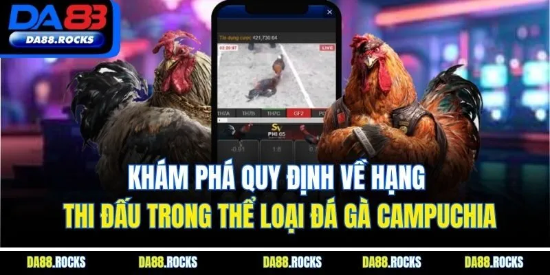 Khám phá quy định về hạng thi đấu trong thể loại đá gà Campuchia