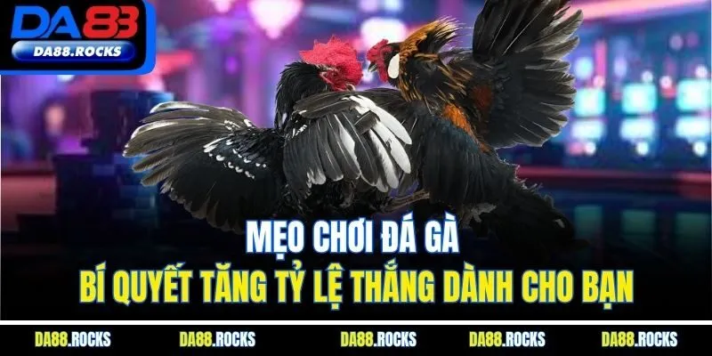 Mẹo Chơi Đá Gà | Bí Quyết Tăng Tỷ Lệ Thắng Dành Cho Bạn