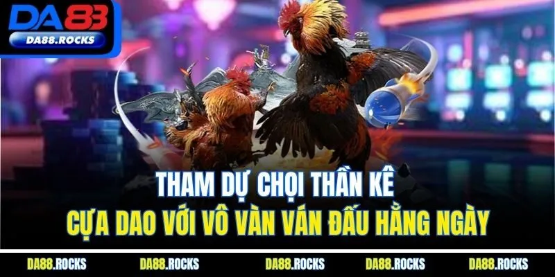 Tham dự chọi thần kê cựa dao với vô vàn ván đấu hằng ngày